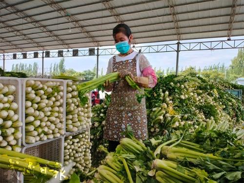 武威清青绿色农产品工人正在分拣蔬菜